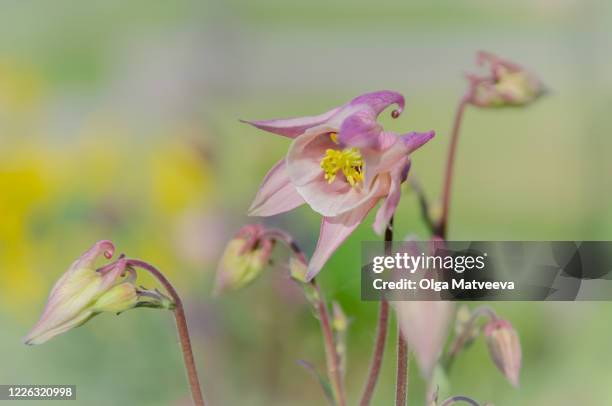 beautiful bright flowers blossoming in garden and parks - columbine flower stock pictures, royalty-free photos & images