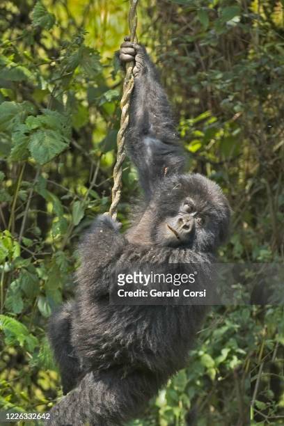 gorilla di montagna, gorilla gorilla beringei, parco nazionale dei vulcani, ruanda. catena montuosa di virunga. un giovane gorilla appeso a una vite, che gioca. - mountain gorilla foto e immagini stock