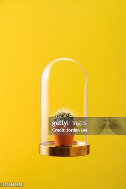 cactus in a bell jar - bell jar ストックフォトと画像