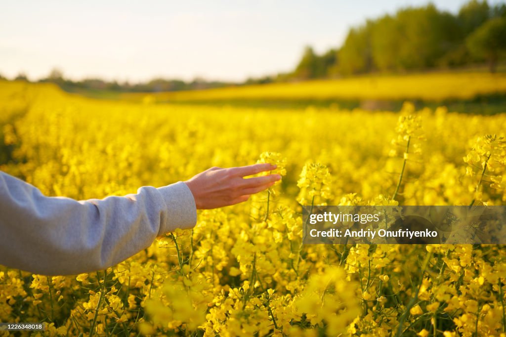 Rapeseed field