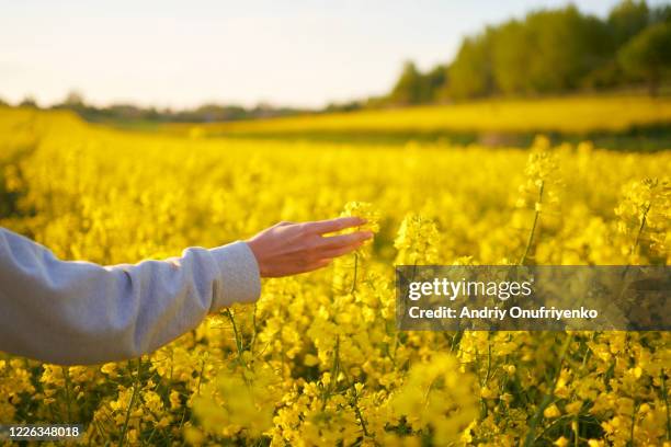 rapeseed field - rapsblüte stock-fotos und bilder