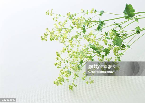 lady's mantle - ladys mantle stockfoto's en -beelden