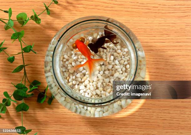 goldfish bowl - goldfish bowl stock pictures, royalty-free photos & images