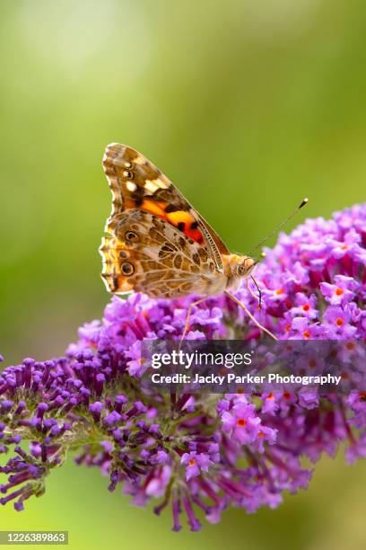 close-up of a painted lady butterfly collecting pollen from a butterfly bush purple flower also known as buddleja, or buddleia bush - butterfly bush stock pictures, royalty-free photos & images