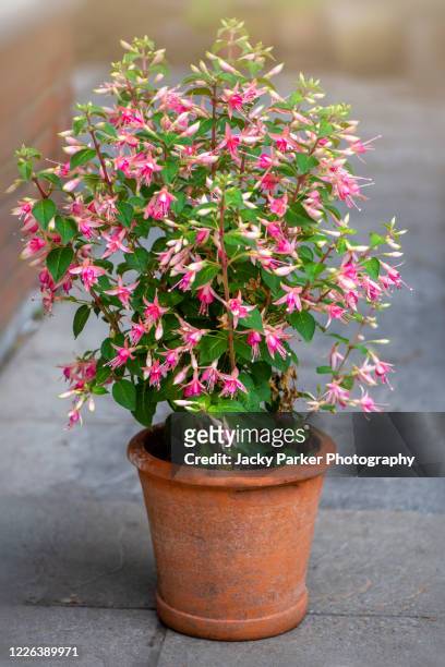 close-up image of the beautiful and dainty pink flowers of the summer flowering fuchsia in a terracotta flower pot - fuchsia flower stock pictures, royalty-free photos & images