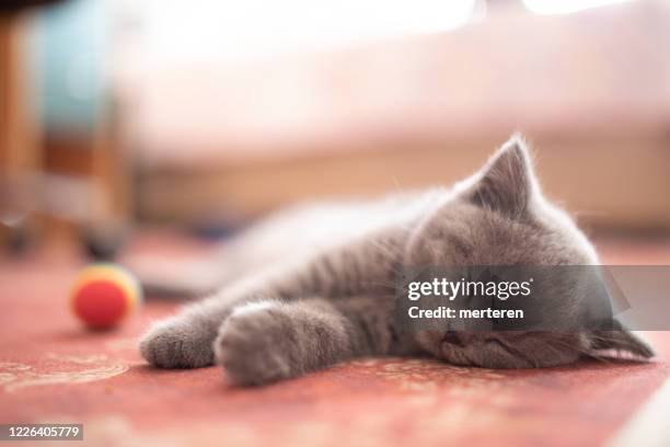 britse kitten slapen - cat sleeping stockfoto's en -beelden