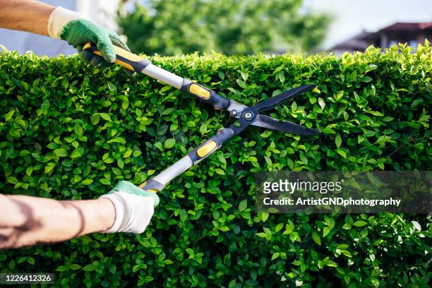 professional gardener trimming hedge in the garden. - cutting stock pictures, royalty-free photos & images