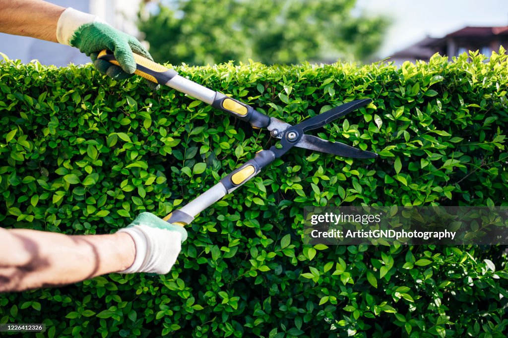 Professional Gardener Trimming Hedge In The Garden.