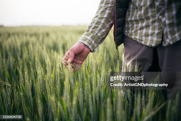 farmer checking quality of his wheat crop plants. - sustainable economy stock pictures, royalty-free photos & images