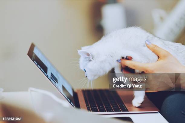 Cat Typing On Computer Photos and Premium High Res Pictures - Getty Images