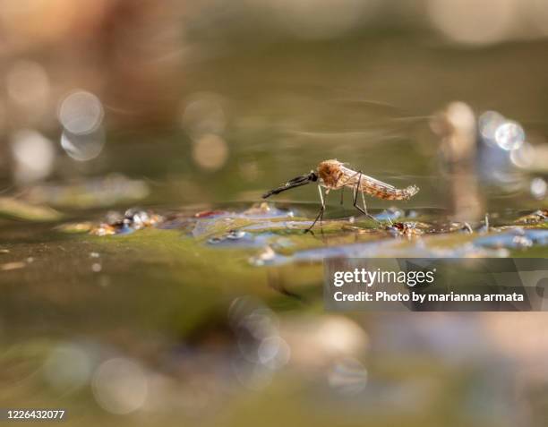 mosquito emerging from water - agua estancada fotografías e imágenes de stock