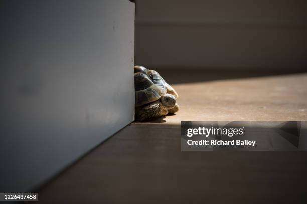 Turtle Hiding In Shell 74 Turtle Hiding In Shell Stock Photos, High-Res Pictures, and Images ...
