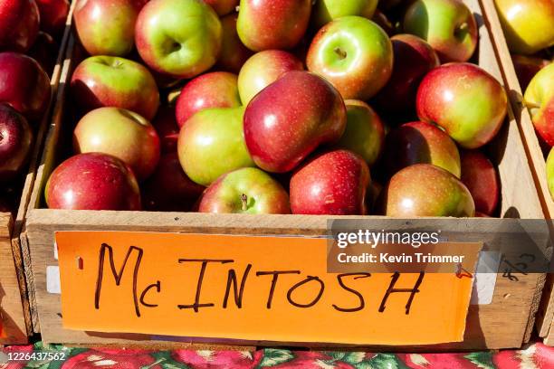 crate of mcintosh apples at farmers market - macintosh apples stock pictures, royalty-free photos & images