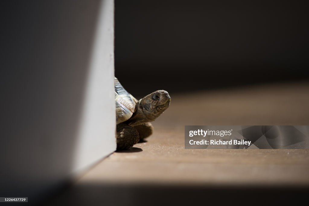 Small tortoise on wooden floor