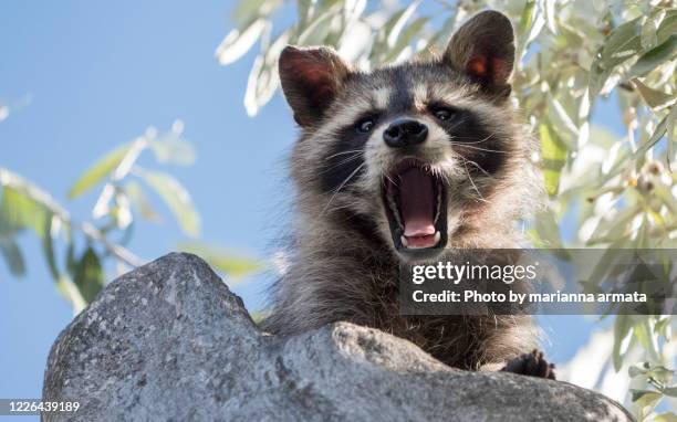 baby raccoon - waschbär stock-fotos und bilder