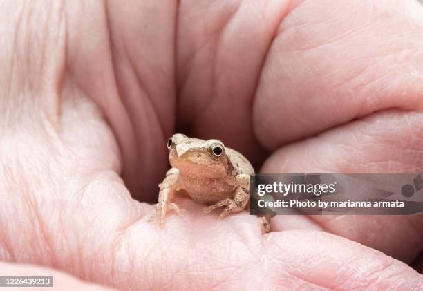 Springtime Frog 45 Peeper Frog Stock Photos, High-Res Pictures, and Images - Getty Images