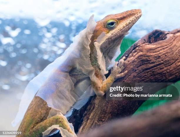 brown anole lizard shedding - anole lizard stock pictures, royalty-free photos & images