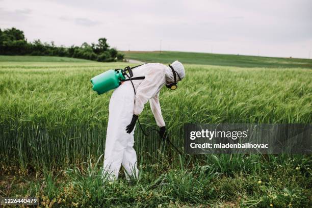 worker for quality control in the field - spraying weeds stock pictures, royalty-free photos & images