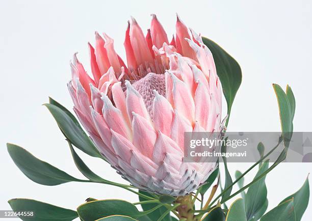 king protea - protea stock pictures, royalty-free photos & images