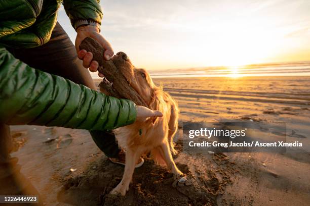 man plays tug o war with dog and stick at sunrise on beach - dogs tug of war - fotografias e filmes do acervo