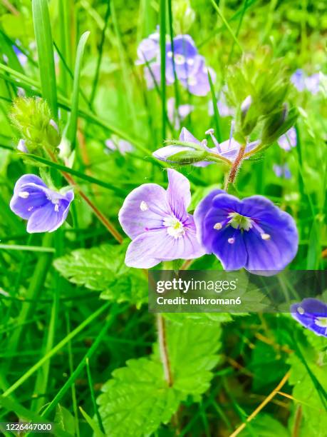 55 Bird Eye Speedwell Stock Photos, High-Res Pictures, and Images ...