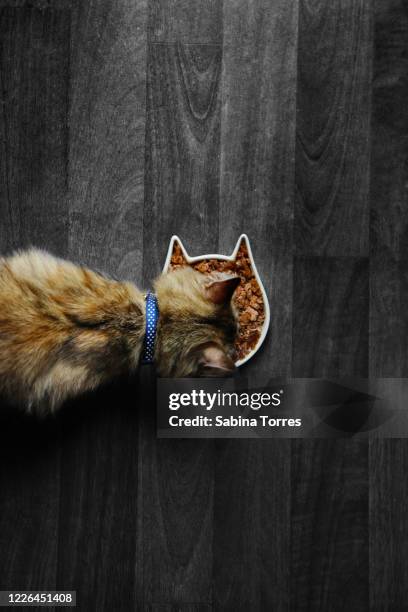 from the top view of cat eating food - recipiente para la comida del animal fotografías e imágenes de stock