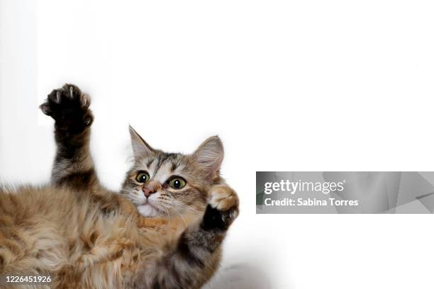 paws up! - cat upside down stock pictures, royalty-free photos & images