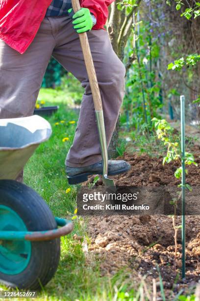 a senior man planting plants in the garden - digging hole stock pictures, royalty-free photos & images