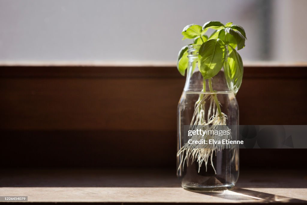 Basil plant regrowing roots from trimmed shoots in a glass drinking bottle on a window sill