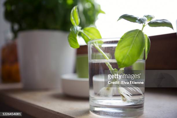 basil plant being regrown from trimmed shoots in a drinking glass - basil stock pictures, royalty-free photos & images