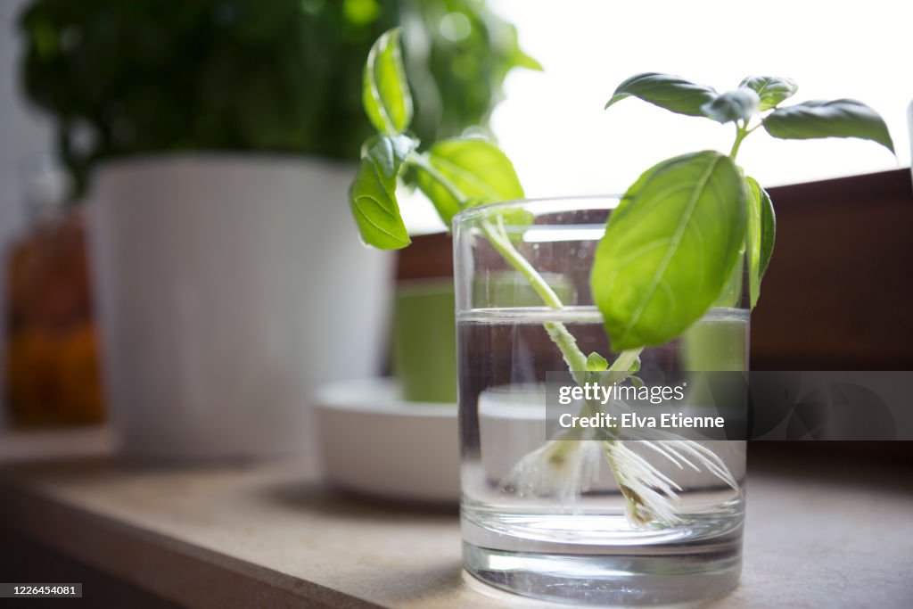 Basil plant being regrown from trimmed shoots in a drinking glass