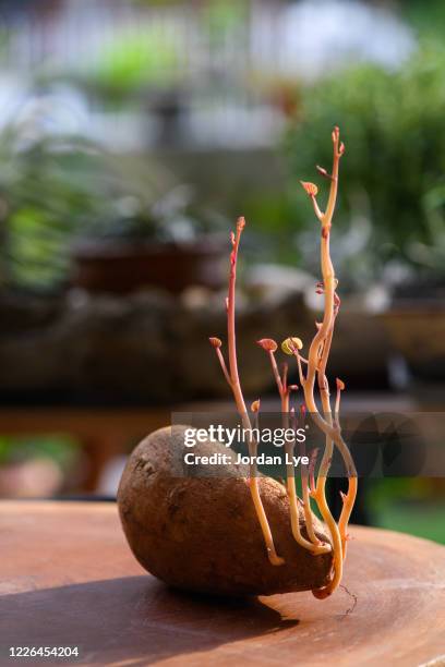 sprouted sweet potatoe - kartoffelblüte nahaufnahme stock-fotos und bilder
