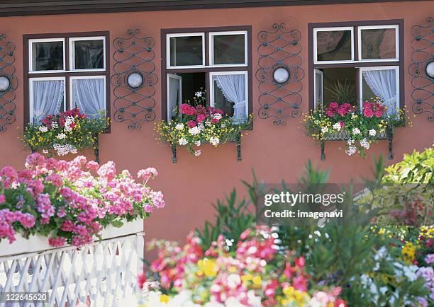 frowers in dinkelsbhl - freistaat bayern stock pictures, royalty-free photos & images