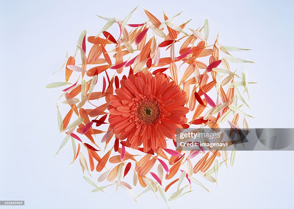 Gerbera