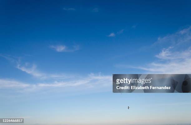 cirrostratus clouds and birds flying - cirrus ストックフォトと画像