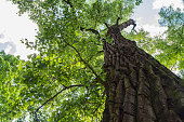 Eastern cottonwood tree seen upwards
