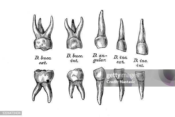 deciduous teeth - human teeth stock illustrations