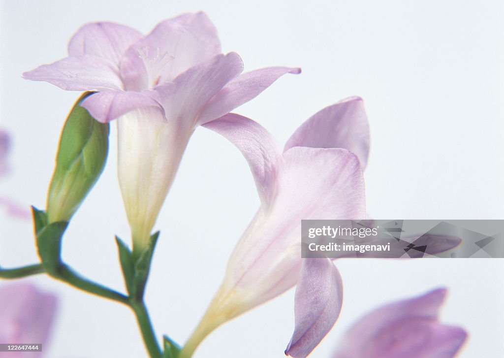 Freesia