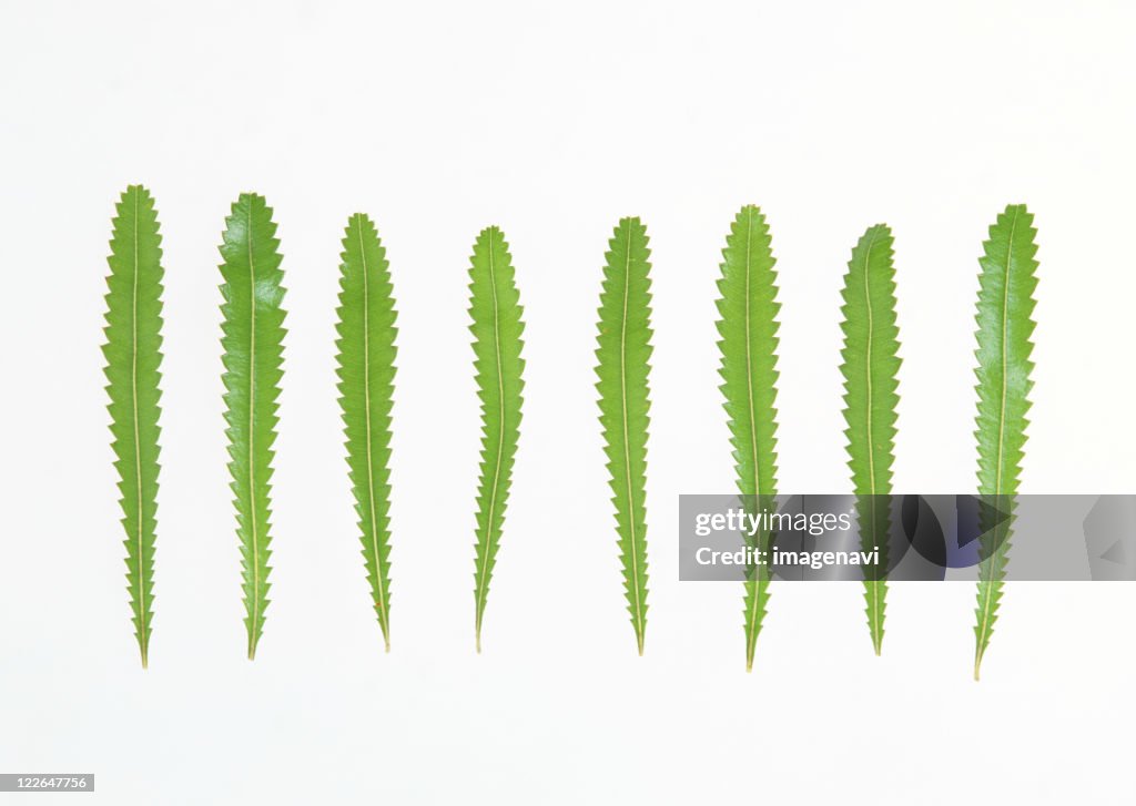 Leaves of Banksia 'Giant Candles'