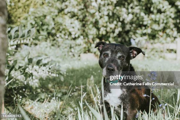 dog in long grass - hairy old man stock-fotos und bilder