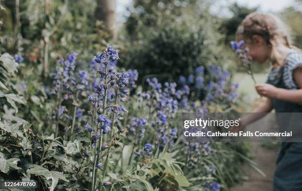 picking bluebells - harebell flowers stock pictures, royalty-free photos & images