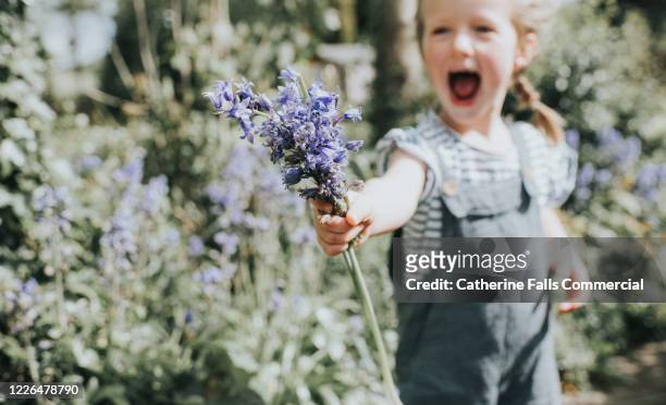 bunch of bluebells - giving flowers stock pictures, royalty-free photos & images