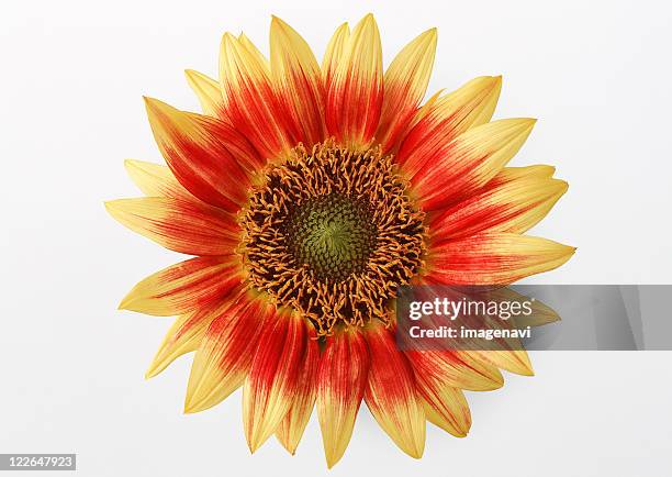 Sunflower High-Res Stock Photo