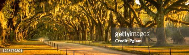 live oaks and spanish moss panoramic along a dirt road - time blocking stock pictures, royalty-free photos & images