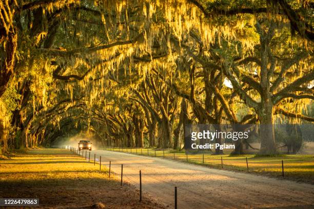 live oaks and spanish moss along a dirt road - savannah stock pictures, royalty-free photos & images