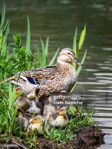 mallard duck and ducklings - duckling stock pictures, royalty-free photos & images