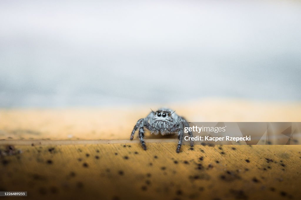 A jumping spider on a leaf