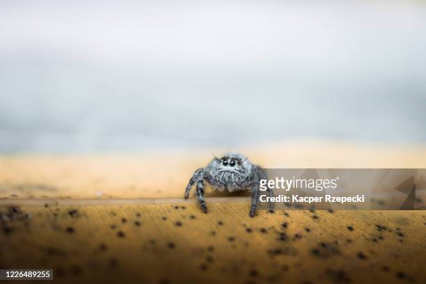 a jumping spider on a leaf - dead leaf moth stock pictures, royalty-free photos & images
