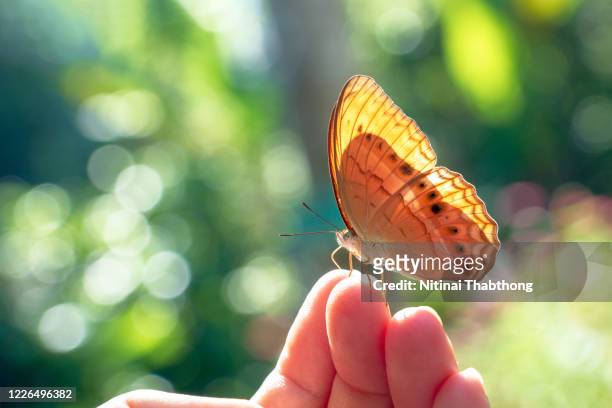 butterflies in nature. - butterfly hand stock-fotos und bilder