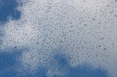 A huge number of mosquitoes against a cloudy sky. Swarm of gnats. The mating season in mosquitoes.